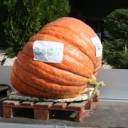 ΚΟΛΟΚΥΘΙΑ ... ΤΟΥΜΠΑΝΑ   